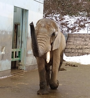 雪の動物園_c0248067_14455814.jpg