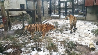 雪の動物園_c0248067_1459343.jpg