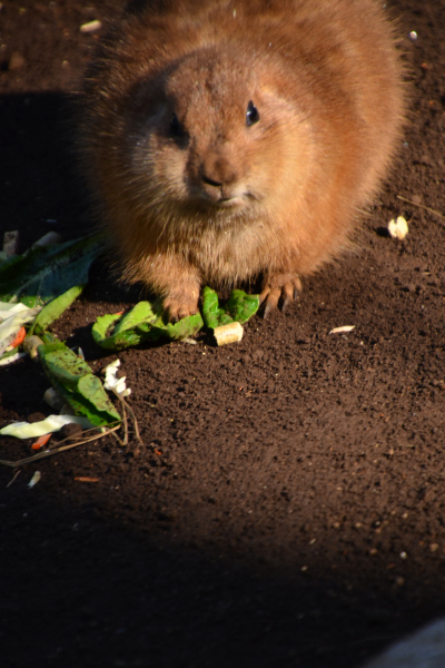 自然動物園の小さな動物たち_b0338976_18052609.jpg