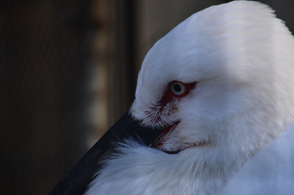 自然動物園の小さな動物たち_b0338976_18052636.jpg