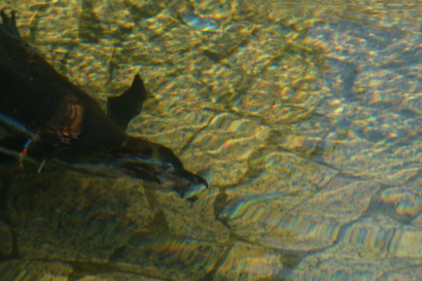 自然動物園の小さな動物たち_b0338976_18052641.jpg