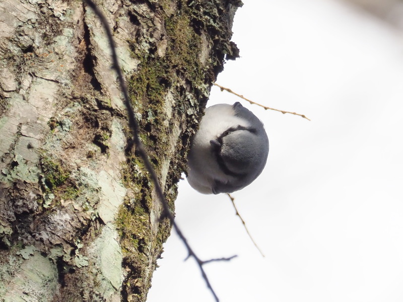 ゴジュウカラがいた野鳥の森_f0372177_22535928.jpg