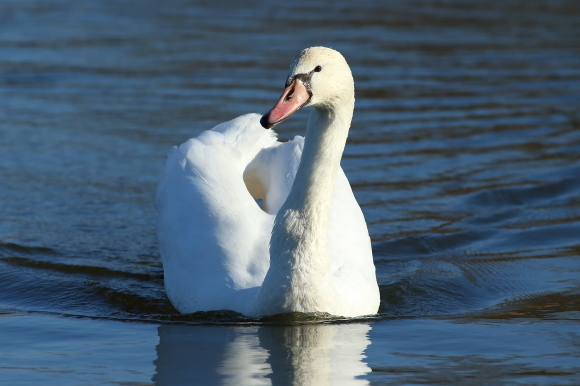 1月９日、10日の水元公園の野鳥_e0375890_23312408.jpg