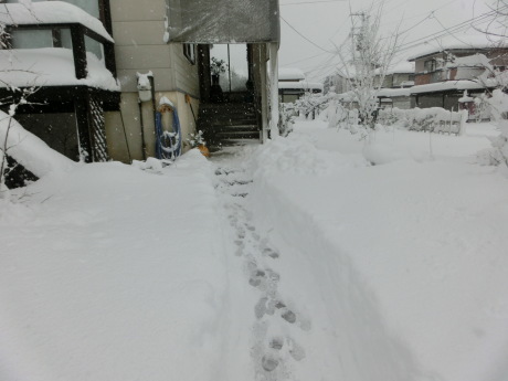 降ったる雪かな・午前午後雪掻き_a0203003_16283711.jpg