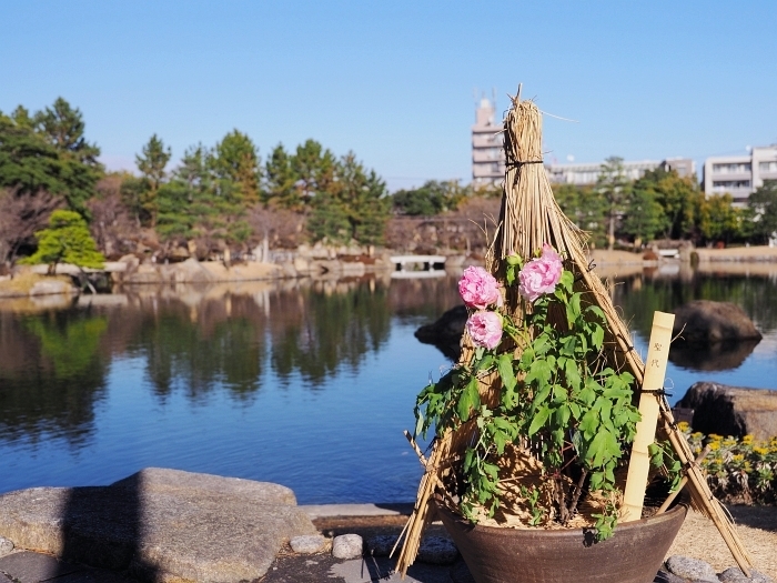 徳川園の冬牡丹　2018　その1_e0075403_17470940.jpg