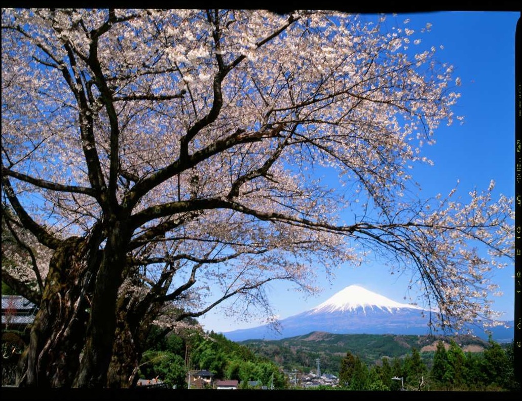 富士山眺めて400年～_a0188405_16370648.jpg