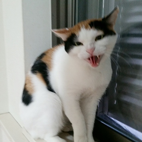 e0144012_11194449.jpeg