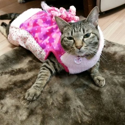 e0144012_22002664.jpeg