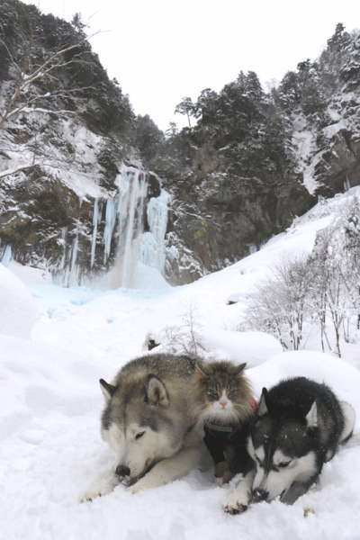 b0207615_22382763.gif