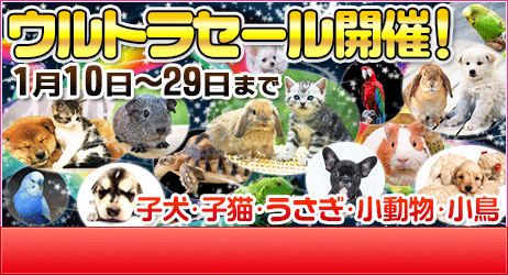 子犬1万円 豆柴 柴犬等 宮城県塩釜市ペットショップ鈴花 宮城 仙台ペットショップ鈴花 子犬1万円 豆柴 柴犬等 宮城県塩釜市ペットショップ鈴花 宮城 仙台ペットショップ鈴花