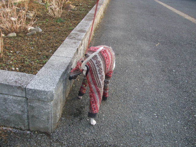 f0363538_17214890.jpg
