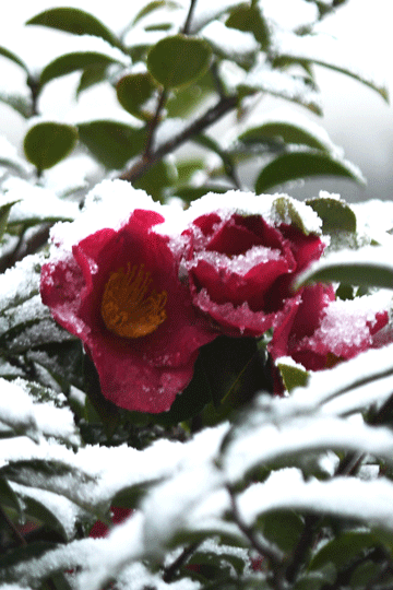 c0093046_15351110.gif