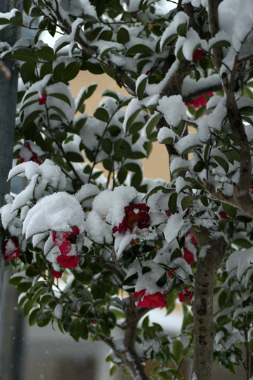 c0093046_15352154.gif