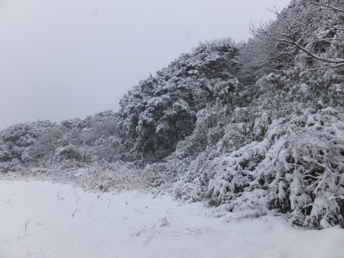 2年ぶりの大雪～2_d0336460_23504599.jpg