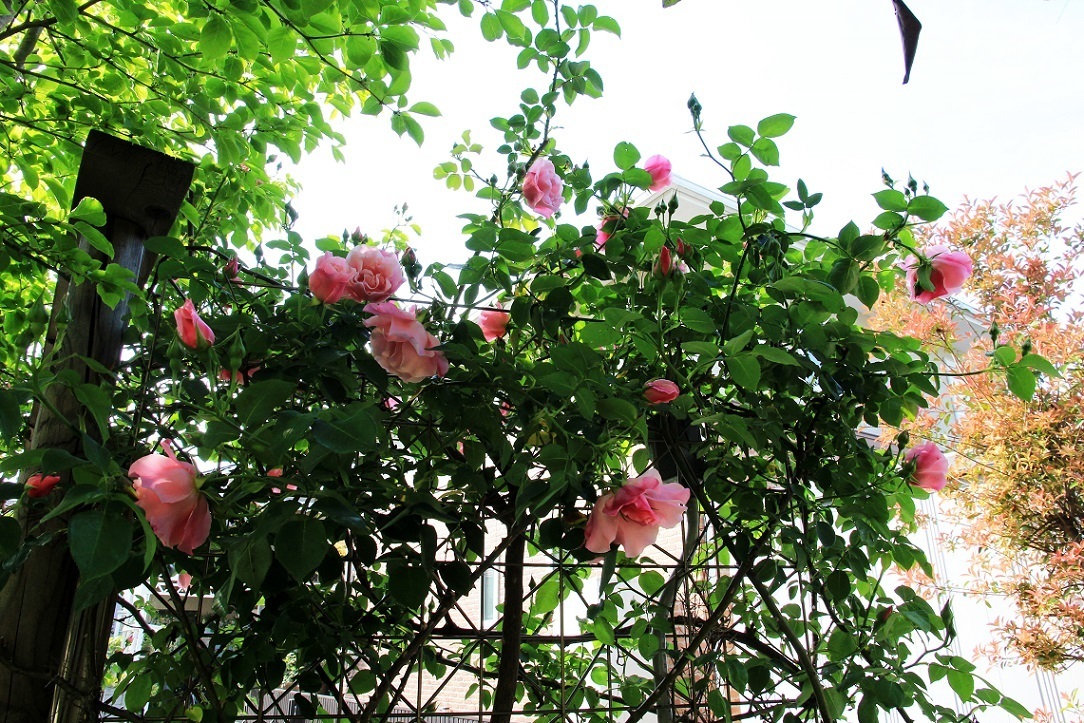 a0107574_16080327.jpg