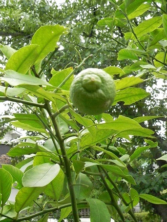 心とｶﾗﾀﾞが元気になる*植物を植える会_c0152002_21273321.jpg