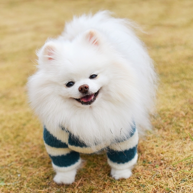 写真が増えすぎて_d0360206_02484811.jpg