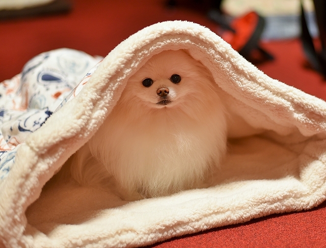 プレゼントのはずだった_d0360206_23492795.jpg