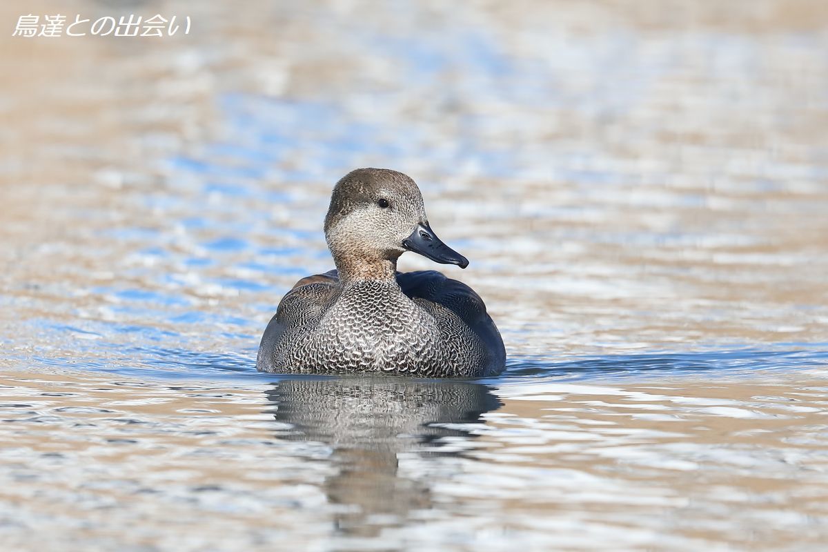 オカヨシガモ・・・Gadwall_e0139623_19350966.jpg