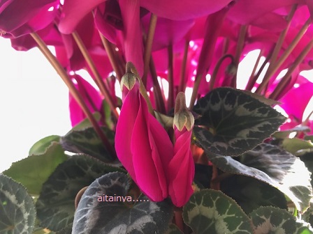 Cyclamen_e0366232_22131820.jpg