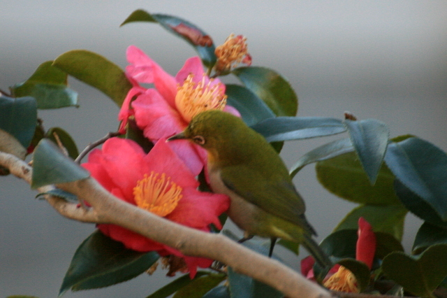 b0197433_13135576.jpg