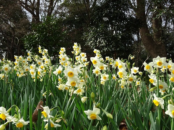 服部緑地緑化公園の椿と水仙_b0299042_22094175.jpg