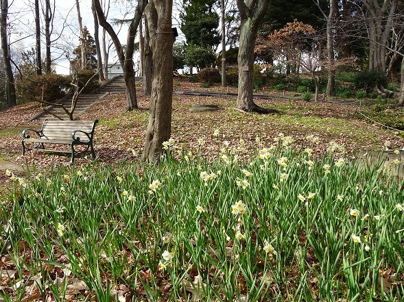 服部緑地緑化公園の椿と水仙_b0299042_22100191.jpg