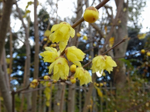 服部緑地緑化公園の椿と水仙_b0299042_22101239.jpg