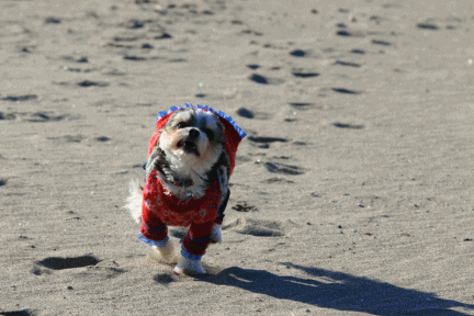 c0145250_09175395.gif