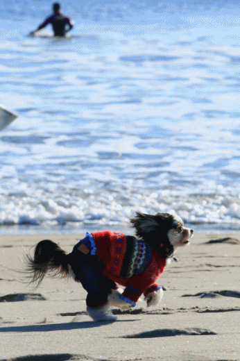 c0145250_09180274.gif