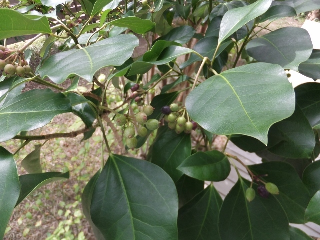 c0345952_14584553.jpg