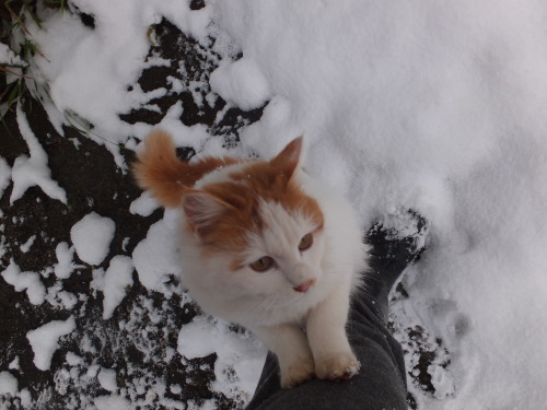 猫と雪_d0336460_15193873.jpg
