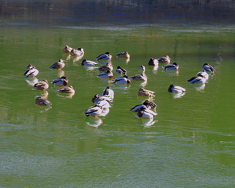 氷上の鳥さんたち_c0305565_17521403.jpg