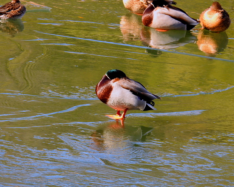 氷上の鳥さんたち_c0305565_17523200.jpg