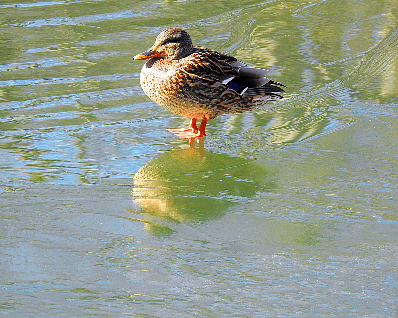 氷上の鳥さんたち_c0305565_17535504.jpg