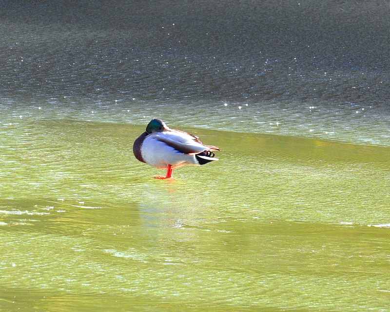 氷上の鳥さんたち_c0305565_17543076.jpg