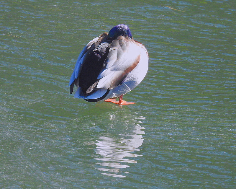 氷上の鳥さんたち_c0305565_17553447.jpg