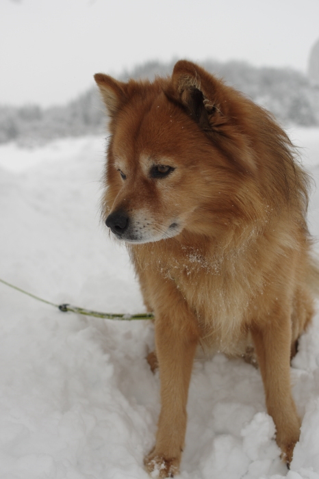 2018年 1月 大雪_a0039568_15100798.jpg