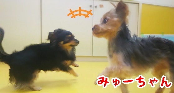 ドッグランの様子♪_f0357682_12154479.jpg