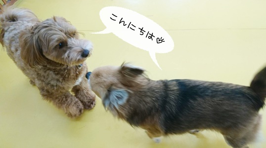 ドッグランの様子♪_f0357682_12155655.jpg
