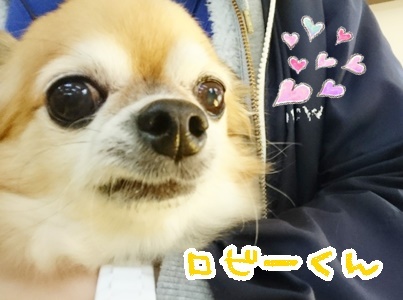 ドッグランの様子♪_f0357682_12160016.jpg
