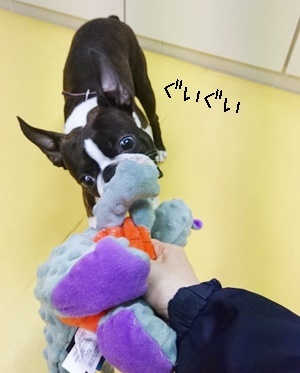 ドッグランの様子♪_f0357682_12161383.jpg