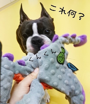 ドッグランの様子♪_f0357682_12162021.jpg