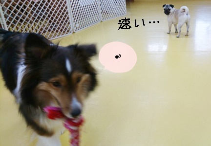 ドッグランの様子♪_f0357682_12165089.jpg