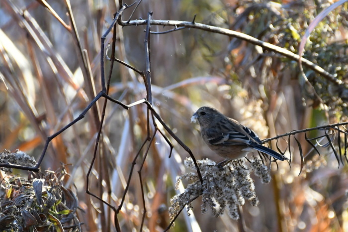 12月に出会った鳥さんたち⑤_a0127090_22485751.jpg