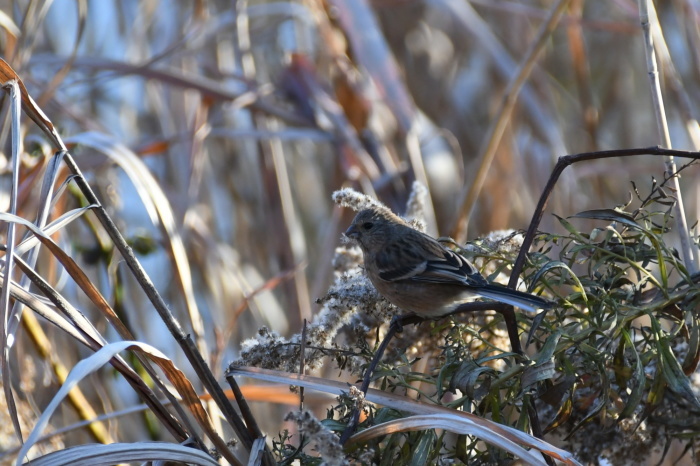 12月に出会った鳥さんたち⑤_a0127090_22495014.jpg