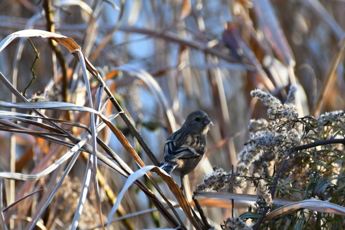 12月に出会った鳥さんたち⑤_a0127090_22495221.jpg