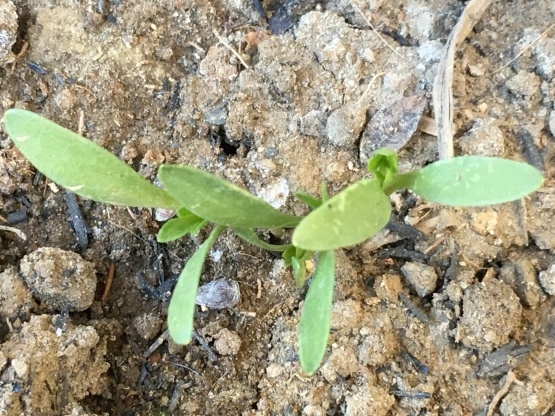 カロンジ ニゲラ サティバとビオラの発芽 いととはり