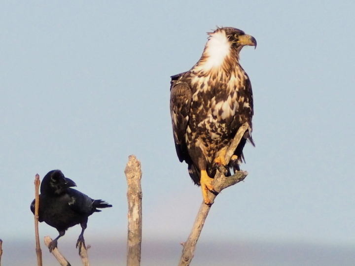 まぼろしの鳥?オジロワシを追って