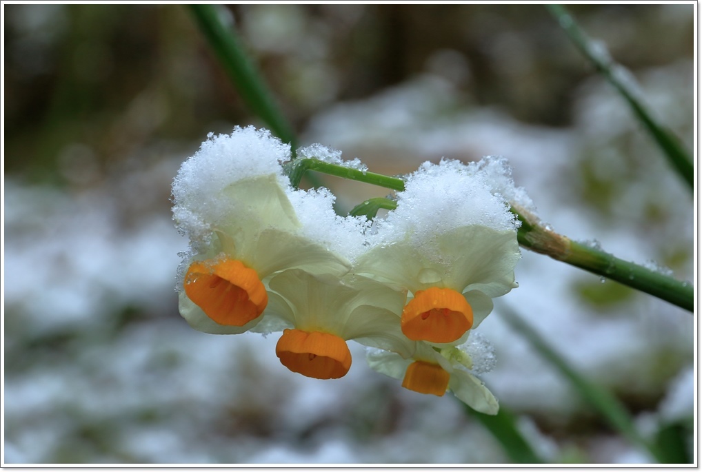 積雪をマクロレンズで・・_a0057905_14555933.jpg